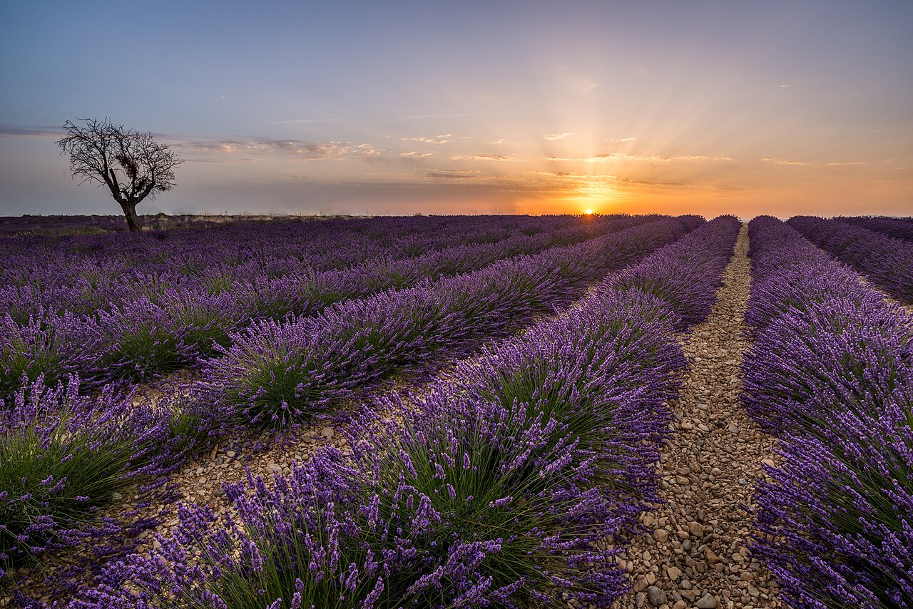 Rows of purple lavender stretching to the horizon on the Valensole plateau in Provence